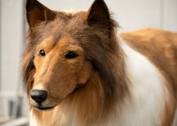 Japanese Dog Man Shares His First Walk in His $14K Collie Costume with the World