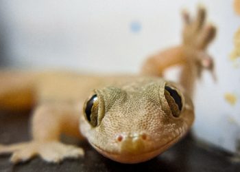 42 Strange Animals And Things They Do