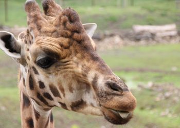 10 Odd and Unexpected Animal Bones and Skeletons