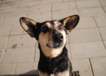 Dogs Can Learn New Words by Eavesdropping on Their Owners