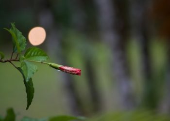 The Most Wild Amazon Rainforest Stories