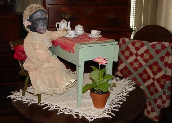Pretend Tea Party Shows Apes May Have Human-like Imaginations