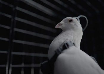 Russia is Reportedly Developing Brain-implant Controlled Spy Pigeons