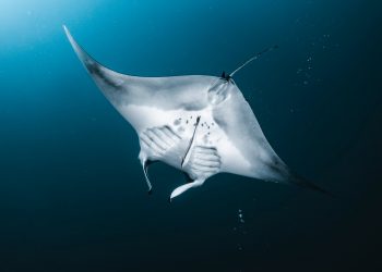 Hitchhiking Fish Find Protection Inside Manta Rays’ Buttholes