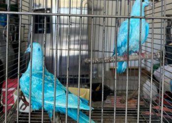 Blue-dyed Pigeons from Gender Reveal Party Spark Concern in Arizona