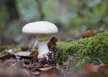 California Begs People to Stop Poisoning Themselves with Mushrooms