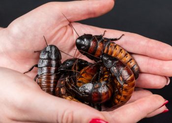 Australian Police Seize More Than 100,000 Cockroaches at Illegal Bug Farm