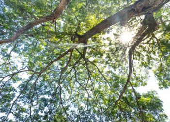 The Weirdest Things Found In Nature