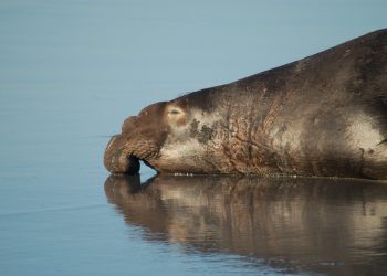 Fan Favorite Elephant Seal Returns to Wreak Havoc in Tasmania