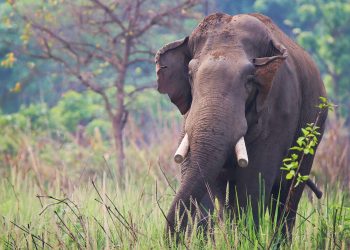 The World’s Most Violent Elephant Has Killed Four Members of One Family