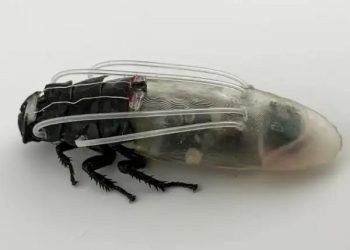 Scientists Develop Tiny Scuba Suits for Their Remote-Controlled Cockroach Zombies