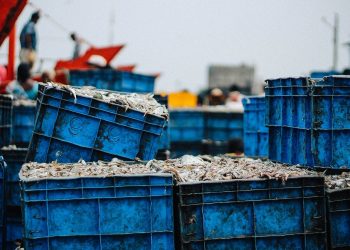 Canadian Town Will Be Free of Rotten Fish Stench After Two Decades