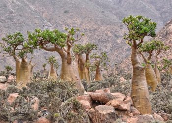 8 of the Oddest Islands in the World
