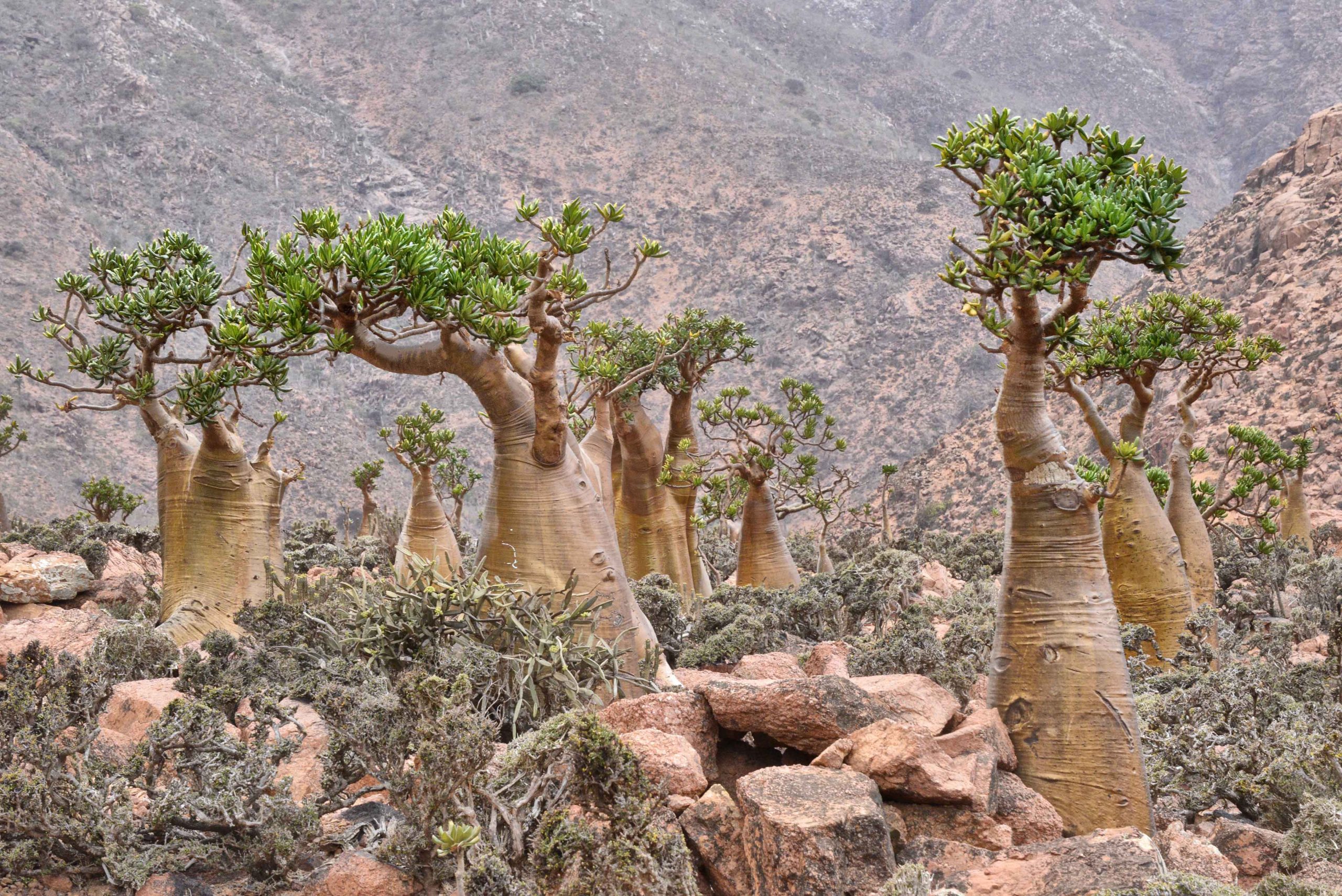 8 of the Oddest Islands in the World