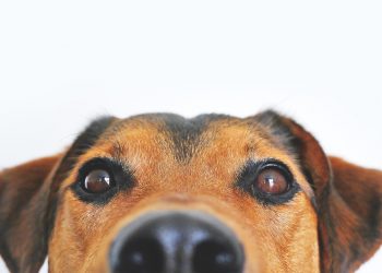 Another 8 Unusual Dog Breeds You May Not Have Known Of