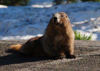 Struggling Marmots Start Posting Pictures on OnlyFans to Make Do