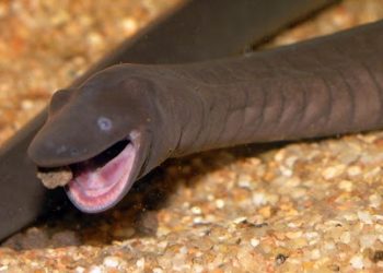 10 (Plus 1) of the Ugliest and Weirdest-Looking Animals in the World