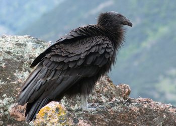 8 Extinct Animals That Came Back from the Dead