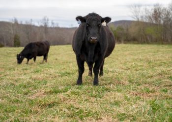 Strange Animal-Related Disasters You’ve Never Heard Of