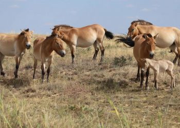 World’s Last Wild Horses Welcome New Foal for the First Time in 200 Years