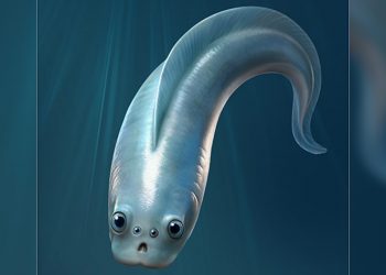 Meet Our (And Every Other Vertebrate’s) Weird Four-Eyed Ancestor