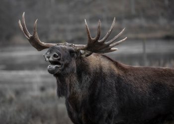 Bull Moose Rescued After Getting Stuck in Skate Park Bowl