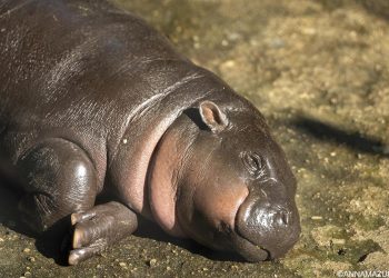 7 (Plus 1) Tiny Versions of Usually Large Animals