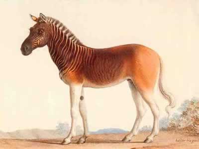10 Most Amazing Extinct Animals - Oddee 10 Most Amazing Extinct Animals - Oddee