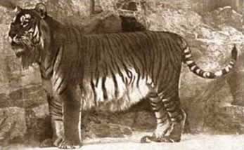 10 Most Amazing Extinct Animals - Oddee 10 Most Amazing Extinct Animals - Oddee