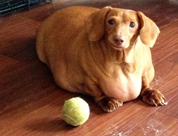 8 Shockingly Obese Animals Oddee