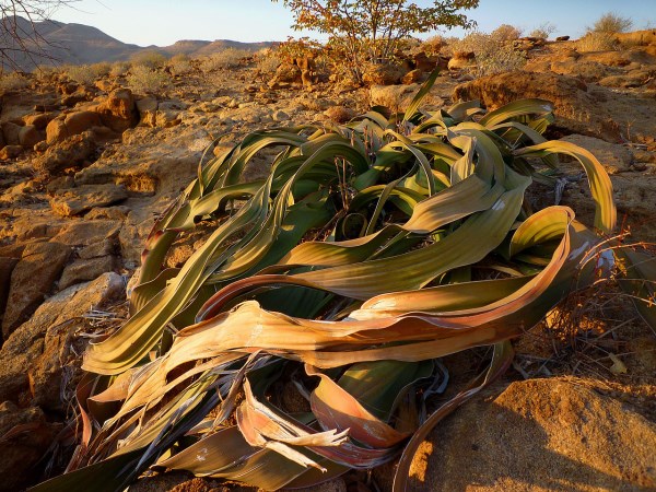 10 Of The World s Strangest Plant Species Weird Plants Strange 