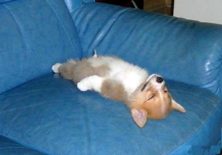 20 Cute & Funny Animal Sleeping Positions - cute animals funny, sleeping animals - Oddee 20 Cute & Funny Animal Sleeping Positions - cute animals funny, sleeping animals - Oddee
