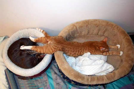 20 Cute & Funny Animal Sleeping Positions - cute animals funny, sleeping animals - Oddee 20 Cute & Funny Animal Sleeping Positions - cute animals funny, sleeping animals - Oddee