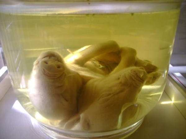 Genetic Craziness: 10 Two-headed Animals - two head dog - Oddee Genetic Craziness: 10 Two-headed Animals - two head dog - Oddee