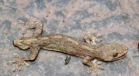 Genetic Craziness: 10 Two-headed Animals - two head dog - Oddee Genetic Craziness: 10 Two-headed Animals - two head dog - Oddee