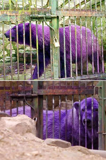 9 Strangely Colored Animals - animals colors, colored animals - Oddee 9 Strangely Colored Animals - animals colors, colored animals - Oddee