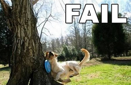 12 Funny Animal Fails animal fails funny animal Oddee