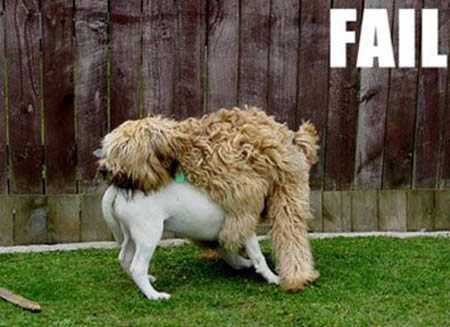 12 Funny Animal Fails - animal fails, funny animal - Oddee