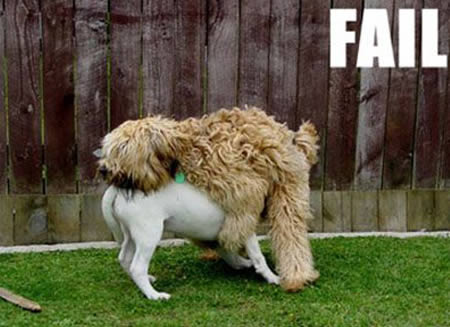 12 Funny Animal Fails - animal fails, funny animal - Oddee 12 Funny Animal Fails - animal fails, funny animal - Oddee