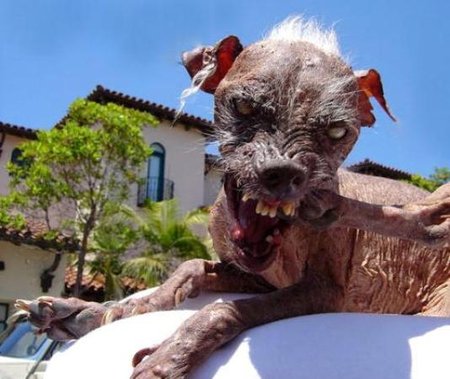 Image result for Chinese Crested ugly