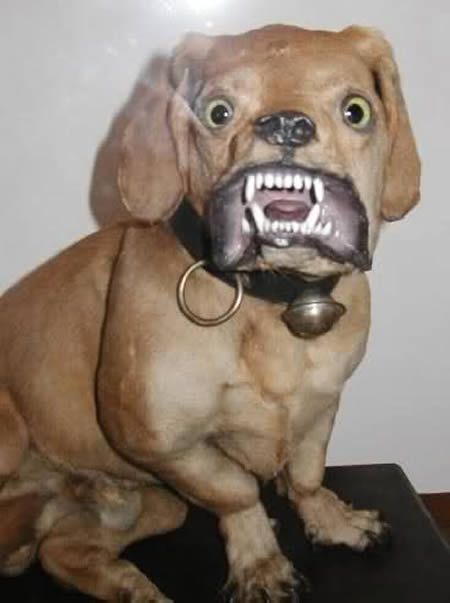 15 Disturbing (and funny) Examples of Taxidermy Gone Wrong - taxidermy