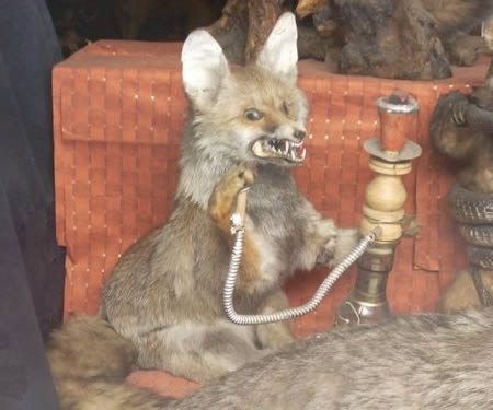 15 Disturbing (and funny) Examples of Taxidermy Gone Wrong - taxidermy