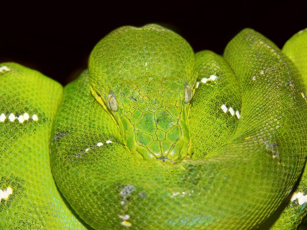 Australian Woman Finds Highly Venomous 6-Foot-Long Snake