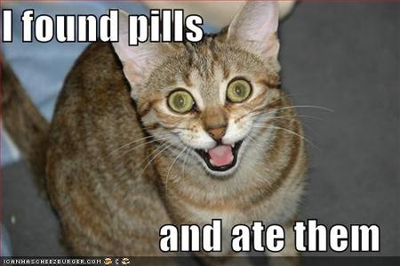 Lolcats - kitchen - LOL at Funny Cat Memes - Funny cat pictures with words on them - lol, cat memes, funny cats