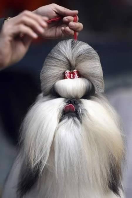 12 Extreme Animal Hairstyles Animal Hairstyles Oddee