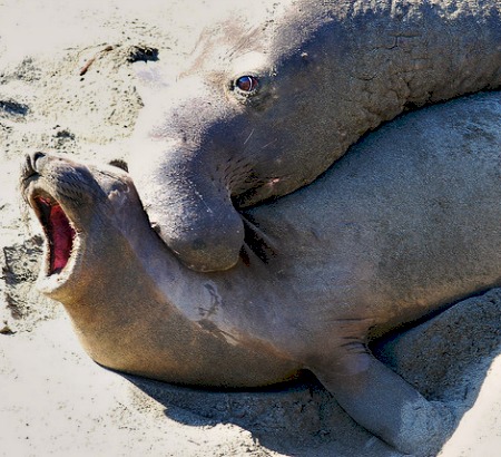 11 Horrifically Violent Animal Mating Rituals - mating rituals, animal rituals - Oddee 11 Horrifically Violent Animal Mating Rituals - mating rituals, animal rituals - Oddee