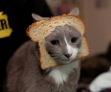12 funniest peculiar cats