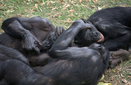 11 Utterly Bizarre Animal Mating Rituals - Animal Mating - Oddee 11 Utterly Bizarre Animal Mating Rituals - Animal Mating - Oddee