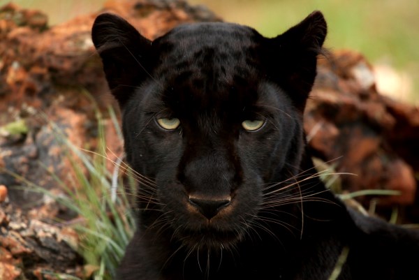 10-most-amazing-melanistic-animals-oddee
