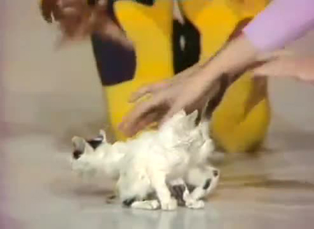 cat zoom video cat zoom video